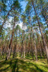 Las sosnowy © Kamil_k2p