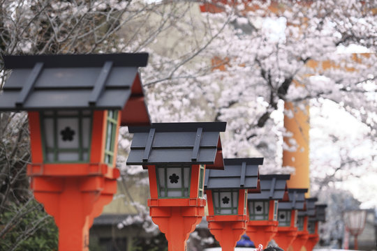 Street lights against cherry blossom trees at park during springtime