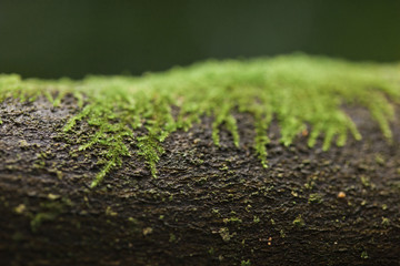 Close-up of moss growing on tree trunk in forest