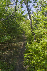 A path in a mountain forest.