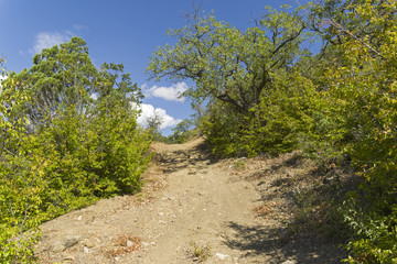 A dirt road in a mountain forest.