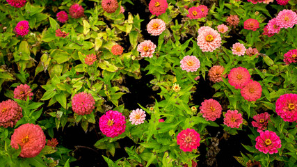 Pink and white flowerbed - 223609594