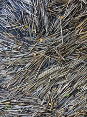 Dry plants texture. Reed stalks floating on water