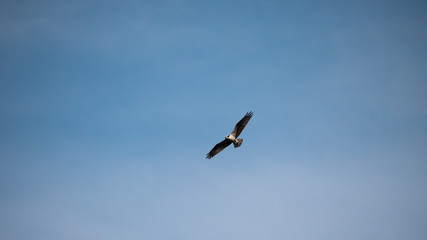 Osprey in Flight