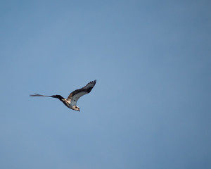 osprey in flight