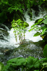 plitvice lakes waterfall in the forest