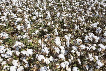 Cotton field