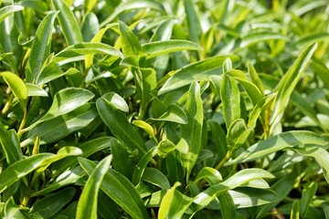 A green background image consists of leaves. 