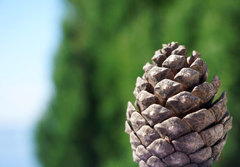 Pine cone close up with green and blue background behind