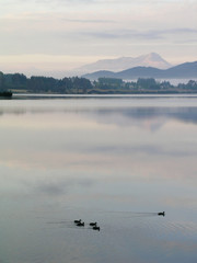 Calm, early morning at Lake Te Anau, Southland, New Zealand, with ducks swimming in the foreground and mountains and mist in the background.
