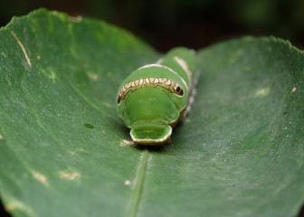 Caterpillar Tiger Swallowtail Timur Papilio glaucus