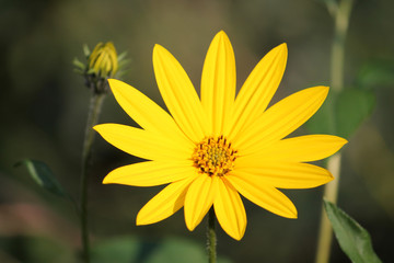 Yellow flower of Helianthus tuberosus or Jerusalem artichoke