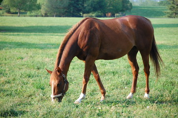 Obraz premium Thoroughbred Horse