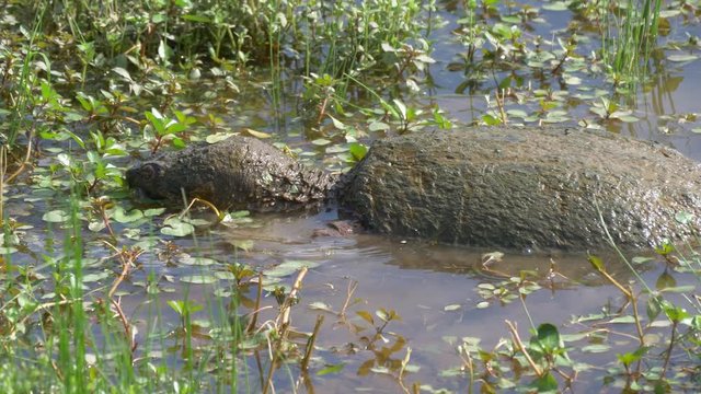 Big snapping turtle eating - close-up 4K