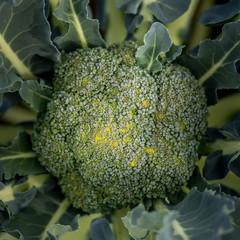 Close up on an organic broccoli head from above.
