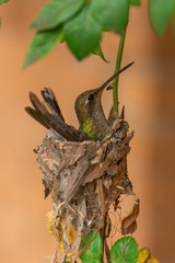 Colibrí