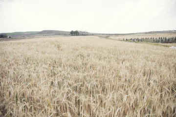 Wheat Beards.Wheat field morning sunrise and yellow sunshine 