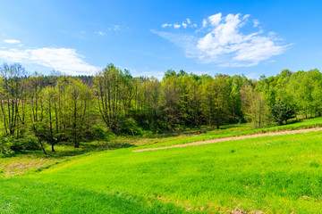 Green meadow and forest near Krakow city during spring season, Poland