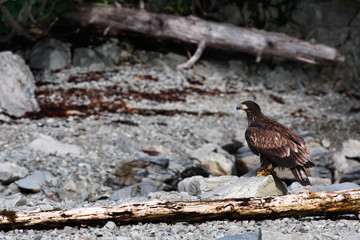 Golden Eagle