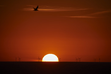 Fototapeta na wymiar Offshore Windpark Sonnenuntergang Möwe