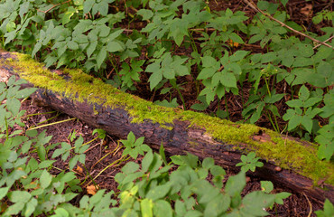 Fallen tree in forest.