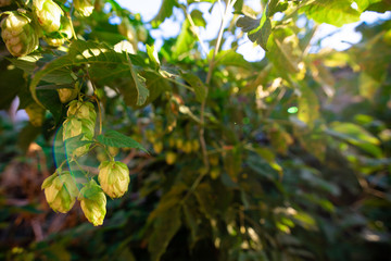 зеленые кусты цветущего хмеля