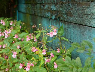 Garden light pink flowers.