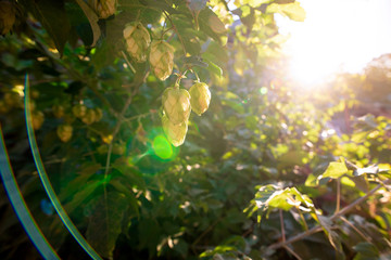 green bushes of flowering hops in the sunlight