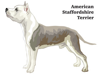 Colored decorative standing portrait of American Staffordshire Terrier