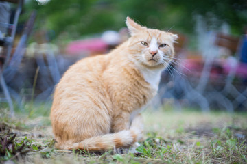 Fototapeta na wymiar Katze mit einem Ohr