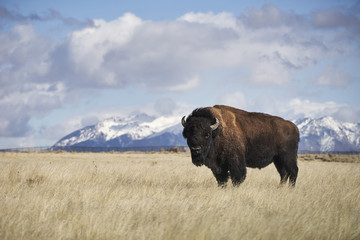 Portrait of American bison standing in grassy field against cloudy sky