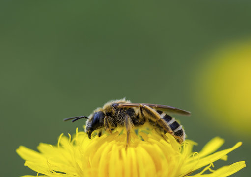 Close up of honey bee pollinating yellow flower