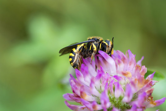 Close up of honey bee pollinating purple flower