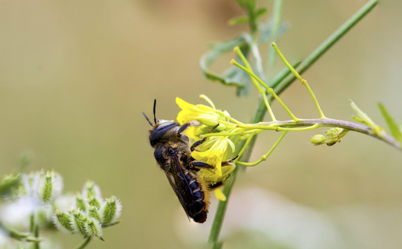 Close-up of honey bee pollinating on flower