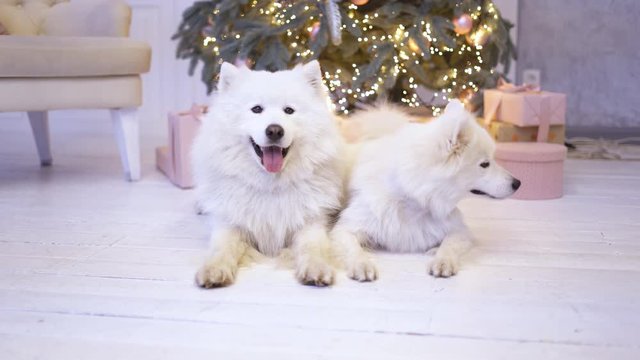 two fluffy white puppy dogs lie under a Christmas tree. snow festive dog. dog under the Christmas tree as a gift. a large shoe of the dog. 4K