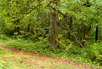 Obraz premium Deciduous forest at early autumn.