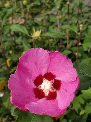 rosarote hibiskus aufgebl&uuml;ht