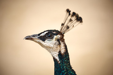 Pfau Kopf grün schillernd Kopfschmuck