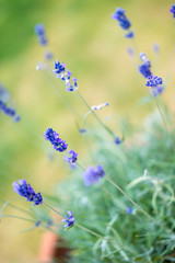 Lavender plant in UK garden
