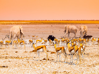 Herd of impalas and elephants at waterhole, Etosha National Park, Namibia, Africa.