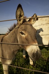 Fototapeta na wymiar mule, mules and donkeys are great farm work animals