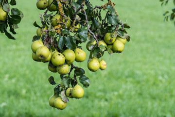Birnen  am Baum
