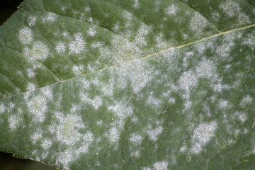 Powdery mildew Erysiphe cichoracearum on green leaf of Jerusalem artichoke