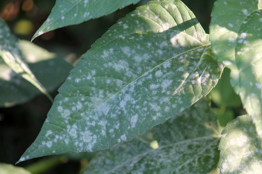 Powdery mildew Erysiphe cichoracearum on green leaf of Jerusalem artichoke