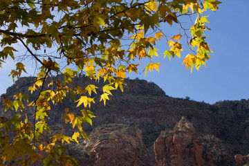 Fall in Oak Creek Canyon, Arizona, near Sedona