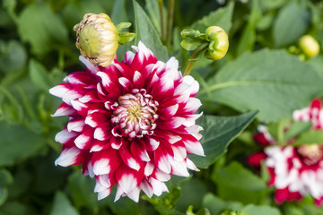 Blooming Dahlia in a Garden