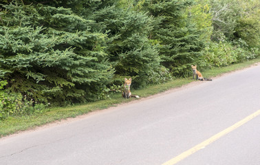 Two Foxes Sitting at the Side of the Road Staring at Passer By