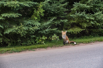 Suspicious Fox Sitting at the Side of the Road Staring at Passer By