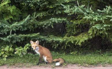 Obraz premium Suspicious Fox Sitting at the Side of the Road Staring at Passer By