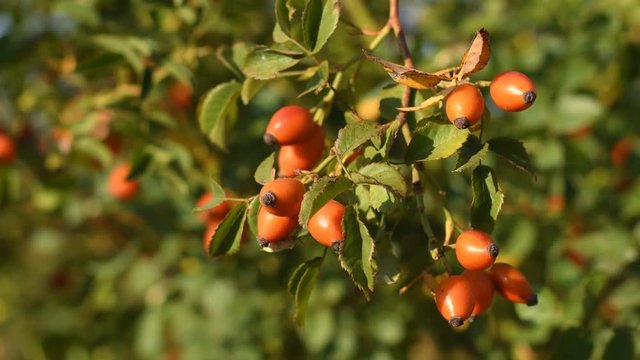 Rose hips on bush